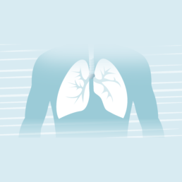 a graphic showing the anatomy of a lung